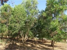 Image result for Marquesia macroura