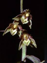 Image result for Epipactis africana