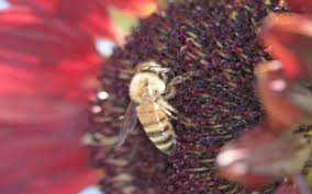 There are 369,000 flowering plant species, and 90% of them are dependent on insect pollination. Gardening For Bees Los Angeles County Beekeepers Association