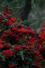 Check spelling or type a new query. 500 Flower Tree Pictures Hd Download Free Images On Unsplash