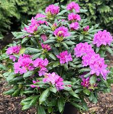 Image result for Rhododendron