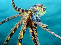 8 Of The Most Venomous Animals Around The World Page 5 Boredbug Poisonous Animals Venomous Animals Dangerous Animals