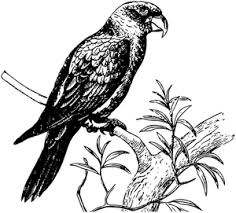 Ciri ciri burung cendet hitam putih : Contoh Gambar Gambar Burung Hitam Putih Untuk Mewarnai Kataucap