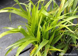 Image result for Sorghum bicolor