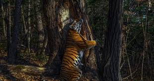 Image result for тигър на дърво бебе