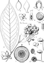 Image result for Uvaria tanzaniae