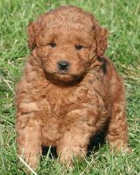 Ct goldendoodles has sold and sales puppies accrose the united states. Miniature Goldendoodle Sandy Ridge The Miniature Goldendoodle Cute Small Dogs Goldendoodle Goldendoodle Puppy