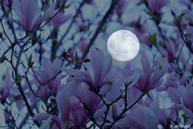 Image result for Magnolia × soulangiana