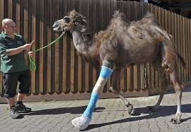 Amy poehler, rashida jones, paul schneider and others. Camel Broken Leg Tucson Com