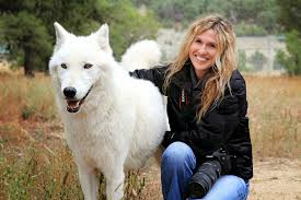 5 Most Amazing Wolf Hybrid Dogs You Have Ever Seen The Pet S Smarty Hybrid Dogs Wolf Dog Breeds Wolf Hybrid Dogs