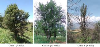 A gardening trowel is needed to plant the seed, then it must be watered. Influence Of Branch Death On Leaf Nutrient Status And Stoichiometry Of Wild Apple Trees Malus Sieversii In The Western Tianshan Mountains China