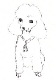 Caricature Artist Sketching Poodle Google Search Poodle Drawing Puppy Coloring Pages Dog Coloring Page