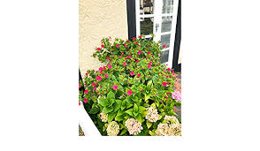 Maybe you would like to learn more about one of these? Mirabilis Jalapa Marvel Of Peru Or Japanese Wonder Flower Tuber Ready To Plant Free Uk Postage Amazon Co Uk Garden Outdoors