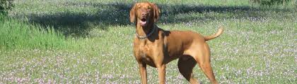 If you have a vizsla that has aggression or anxiety then we suggest that you. Vizsla Rescue Haven