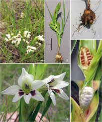 Image result for Moraea niassensis