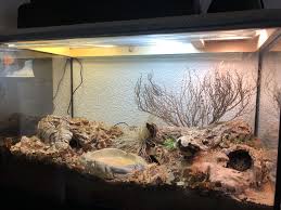 Bioactive Hognose Enclosure Hognose Snake Snake Enclosure Pet Snake