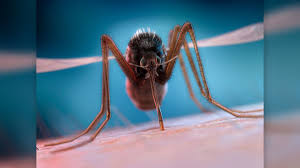 The first stage of their life begins when the female lays eggs in any form of standing water. Why Do Mosquitoes Buzz In Our Ears Live Science