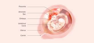 10 Weeks Pregnant Symptoms And Baby Development Pampers