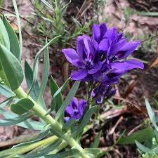 Image result for Babiana