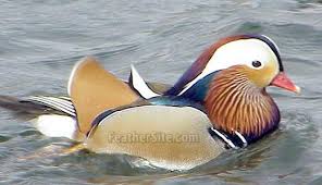 Asian mandarin duck is asia's version of the wood duck with very colorful plumage, mandarin duck for sale, mandarin duck, asian mandarin, mandarin. Mandarin Ducks