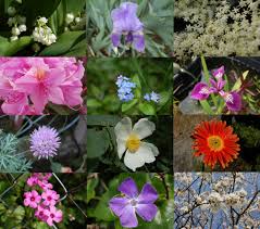 اسماء الورد ومعانيها فى اللغة العربية لعشاق الزهور جميع الانواع بمعانيها اجمل بنات