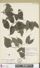 Image result for Rhaphiostylis beninensis