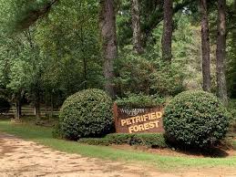 Petrified wood is truly an intriguing bit of natural phenomena. Flora Kidfriendlymississippi Com