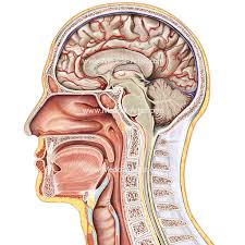 Ent Anatomy Sada Margarethaydon Com