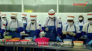 Loker pabrik udang pasuruan : Pabrik Udang Di Banyuwangi Youtube