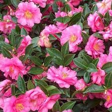 Camellia Shishi Gashira Shrubs Camellia Hot Pink Flowers Plant Tone