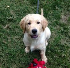 Carrie is a beautiful CKC Golden Retriever looking for a family to love!  Carrie was born 5/17/19. She had laser surgery at Purdue