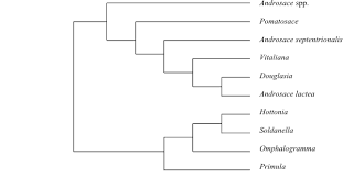 Image result for Napoleonaea septentrionalis