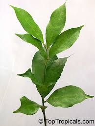 Image result for Napoleonaea