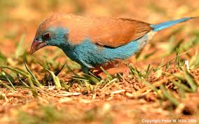 Image result for Marsdenia angolensis