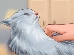 The medium to long fur can range from 2 to 6 inches in length. How To Care For American Longhair Cats With Pictures Wikihow