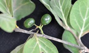 Image result for Searsia pyroides