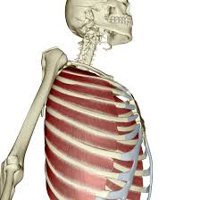Your rib cage provides a crucial function: 5 Body Parts You Didn T Know You Were There