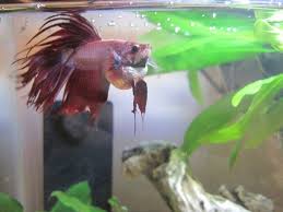 Fish Constipation My Aquarium Club