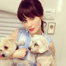Jul 15, 2021 · first off, congratulations on your new puppy. 24 Celebs Who Literally Came To The Rescue For Their Pups Barkpost