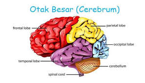 Unit dasar aktivitas refleks terpadu adalah lengkung refleks. Pengertian Otak Besar Fungsi Struktur Dan Bagian Otak Besar Cerebrum Pelajaran Sekolah Online