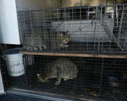 Trapping feral cats in a live trap is one of the best ways to control the population and help reduce the number of stray cats living in your neighborhood. Feral Cat Control Alpine Wildlife Control