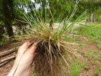 Image result for Trichopteryx marungensis