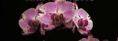 Check out our moth orchids selection for the very best in unique or custom, handmade pieces from our shops. Orchid Moth Orchid Phalaenopsis Happy Cat Hello Kitty Phalaenopsis