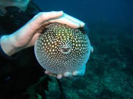 Little fish is a band that gets closer to the the fans, the root of the story and of the song, as comfortable playing house parties as they are the royal albert hall. Cute Little Fish Picture Of Oahu Diving Honolulu Tripadvisor
