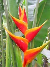 False Bird Of Paradise Flower Care Best Flower Wallpaper