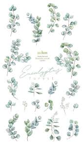 Eukalyptus Aquarell Floral Clipart Einzelne Elemente Grune Etsy Floral Watercolor Watercolor Flowers Clip Art