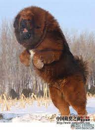 yes this is the most powerful biggest dog in the world and can pull a car tibetskij mastif porody sobak samaya bolshaya sobaka
