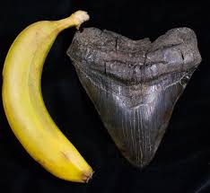 Megalodon teeth have been found lying close to chewed up remains of whales by paleontologists. Extremely Wide 6 13 Megalodon Tooth