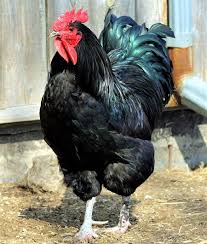 With the intent of replacing the turkey, the kind of poultry used primarily for meat at the time. Jersey Black Giant Rooster Cheaper Than Retail Price Buy Clothing Accessories And Lifestyle Products For Women Men
