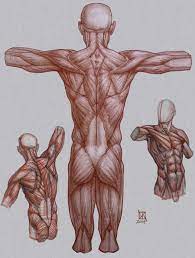He delves deep into each area of the human anatomy including: Pin On Drawing Breakdowns